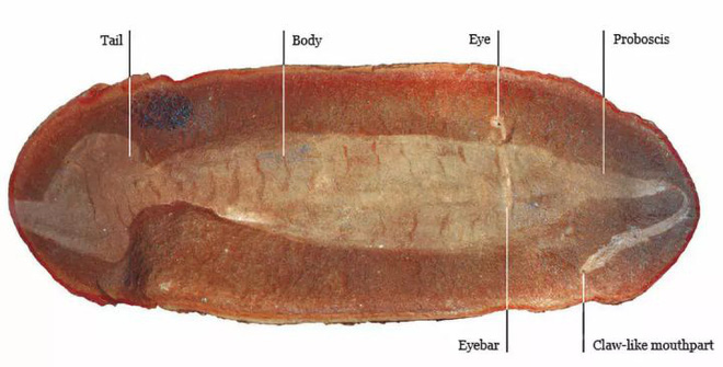 Loài sinh vật cổ đại có hình dáng chẳng giống ai khiến các nhà khoa học tranh cãi 60 năm mà vẫn chưa có kết quả - Ảnh 7.