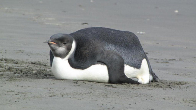  Ngải heo không chừa một ai: Chú chim cánh cụt ăn quá nhiều đến nỗi béo ú không đi nổi, giao phối cũng là chuyện trong mơ  - Ảnh 1.