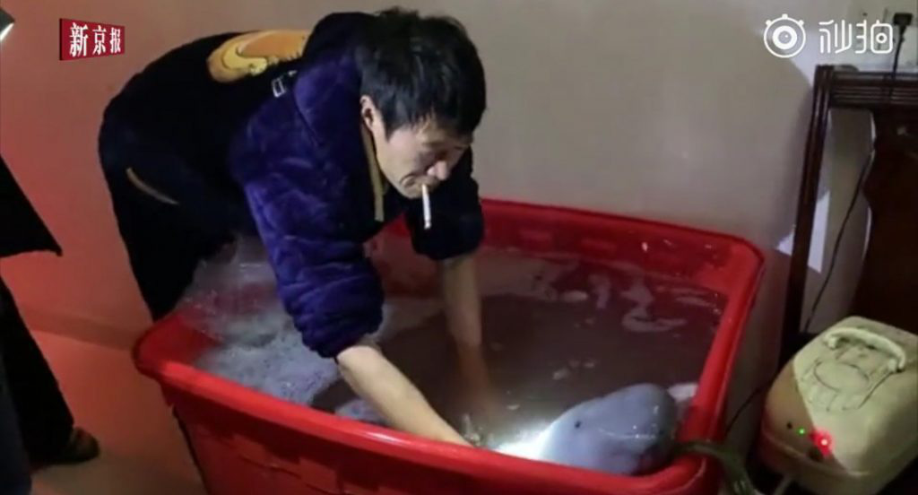 Thấy con c&aacute; ở chợ cứ cười với m&igrave;nh, &ocirc;ng ch&uacute; th&iacute;ch qu&aacute; mua về nu&ocirc;i mới ph&aacute;t hiện ra n&oacute; l&agrave; động vật qu&yacute; hiếm trong S&aacute;ch Đỏ - Ảnh 1.