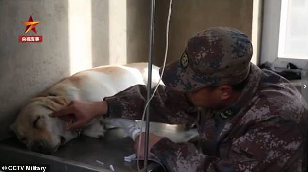 Hình ảnh anh lính khóc nức nở ôm người đồng đội chó sắp qua đời khiến ai xem xong cũng không thể kìm nổi nước mắt - Ảnh 2.