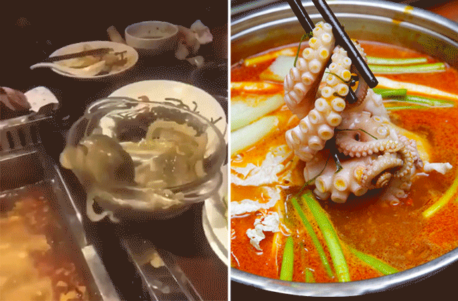 Cười tê liệt với chú bạch tuộc tự nhảy vào nồi: tưởng quay đầu là bờ, ai ngờ là nồi lẩu - Ảnh 2.