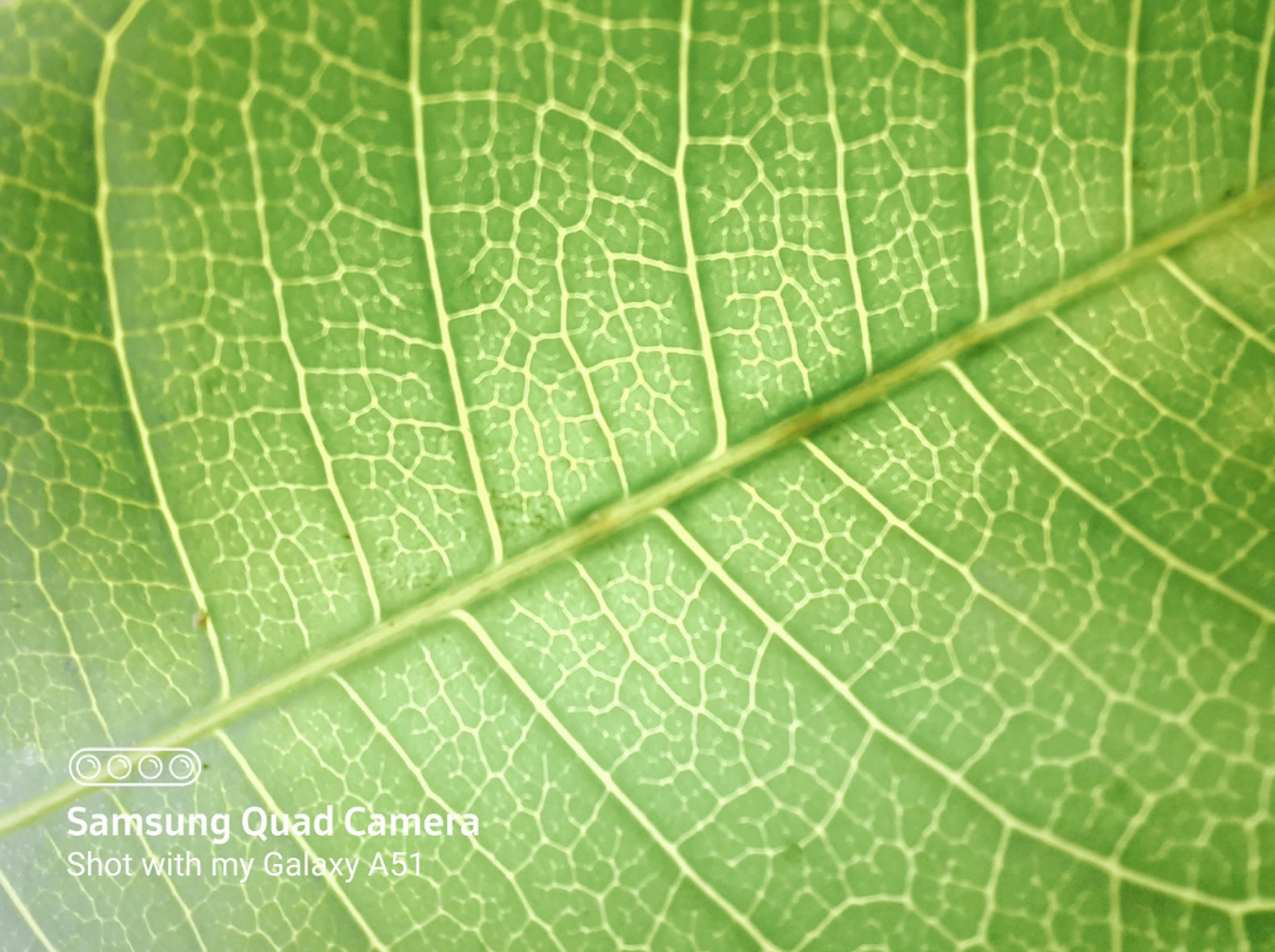 Camera chụp si&ecirc;u cận đang l&agrave; trend mới đấy, nhưng d&ugrave;ng n&oacute; chụp g&igrave; cho ngầu b&acirc;y giờ? - Ảnh 8.