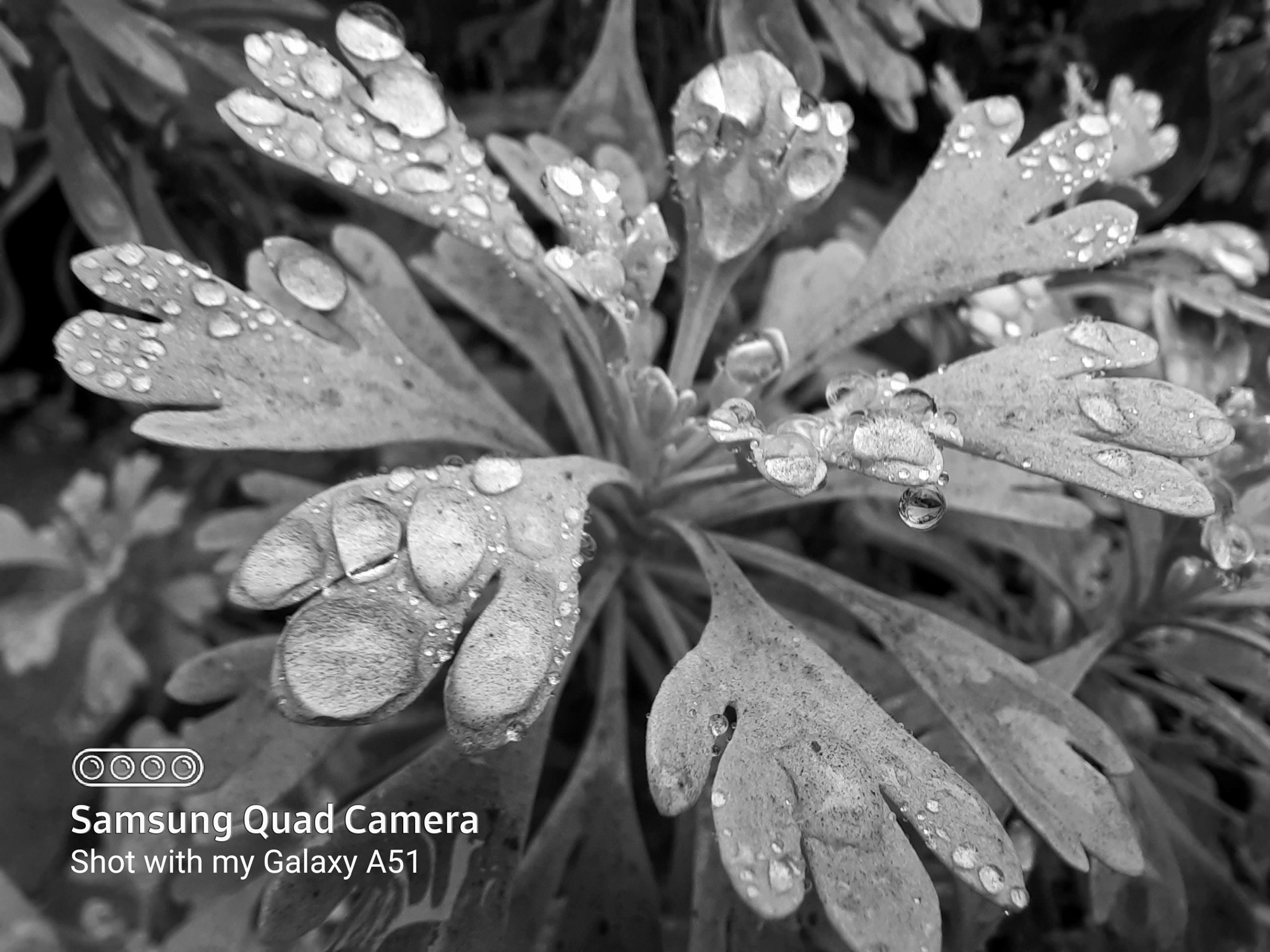 Camera chụp si&ecirc;u cận đang l&agrave; trend mới đấy, nhưng d&ugrave;ng n&oacute; chụp g&igrave; cho ngầu b&acirc;y giờ? - Ảnh 7.