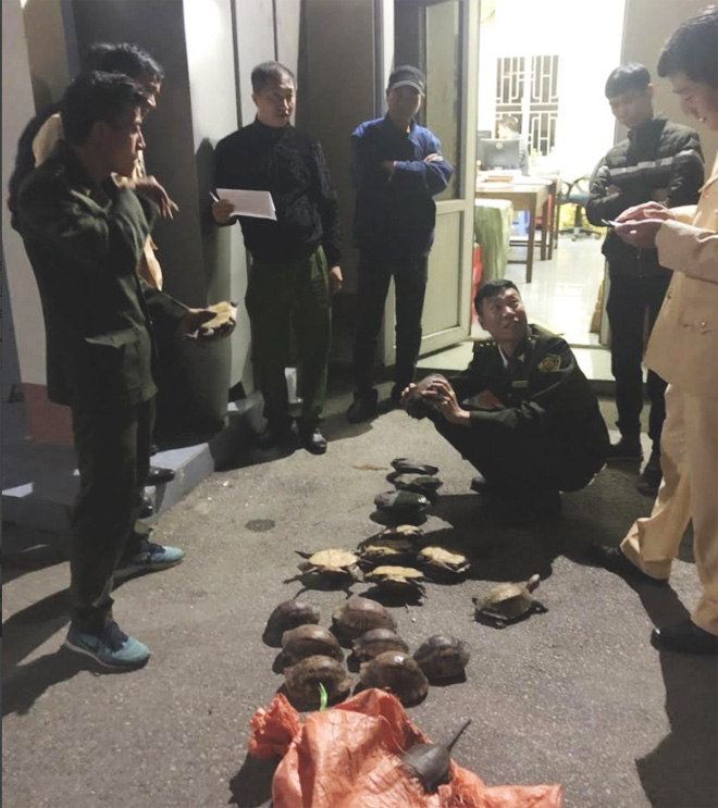 Ph&aacute;t hiện nhiều vụ vận chuyển r&ugrave;a kh&ocirc;ng c&oacute; nguồn gốc - Ảnh 1.