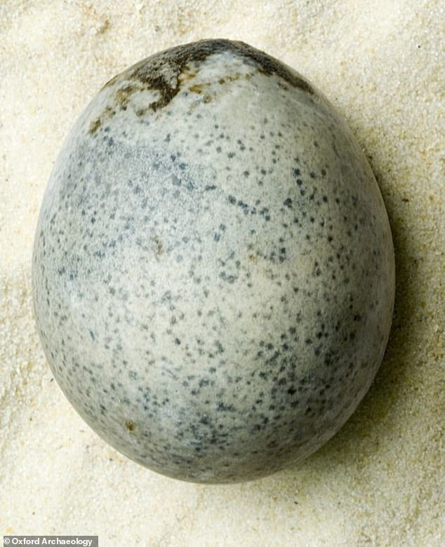 Lỡ tay đánh rơi quả trứng có niên đại 1700 tuổi, các nhà khảo cổ phải chịu đựng mùi hôi thối tích tụ lâu đời nhất thế giới - Ảnh 1.