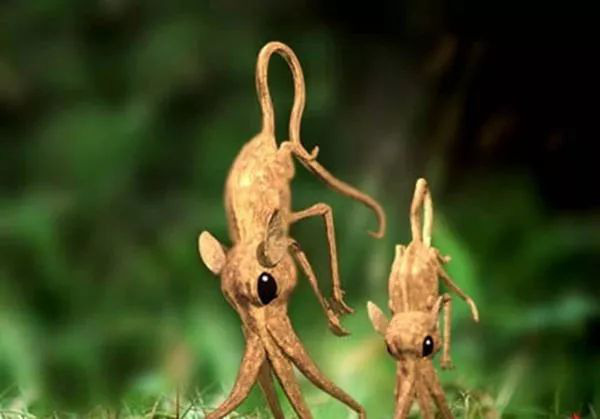 Nosewalkers - loài động vật kì lạ nhất Trái Đất, dù có chân nhưng lại dùng mũi để di chuyển - Ảnh 3.