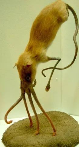 Nosewalkers - loài động vật kì lạ nhất Trái Đất, dù có chân nhưng lại dùng mũi để di chuyển - Ảnh 6.