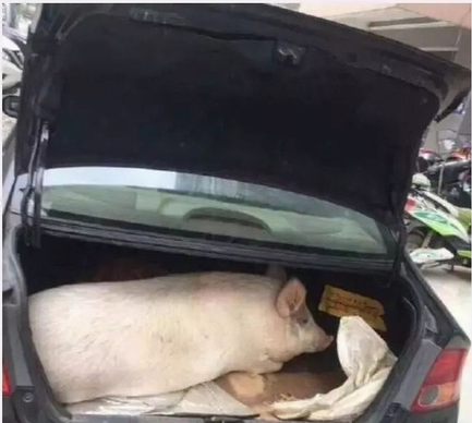 Trung Quốc: Chết cười hình ảnh lợn và gà chen chúc nhau trên cốp xe lên thành phố sau nghỉ Tết - Ảnh 1.