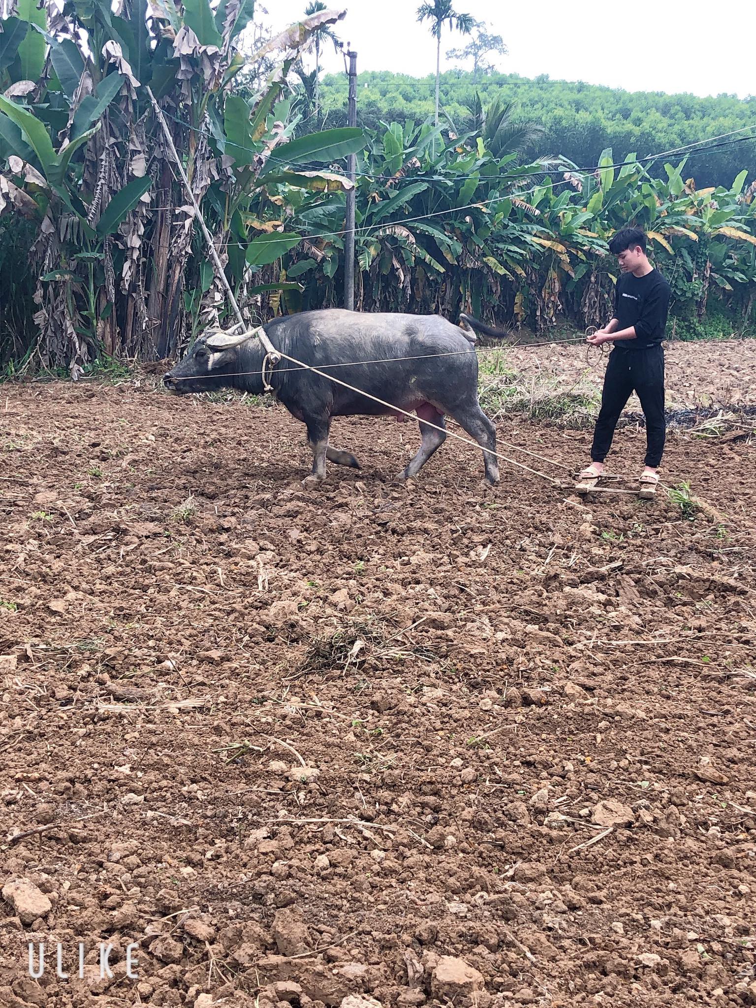 Dân mạng khoe ảnh đi làm đồng ngày Tết: Con nhà nông thì sao, giúp được bố mẹ là hạnh phúc rồi! - Ảnh 13.