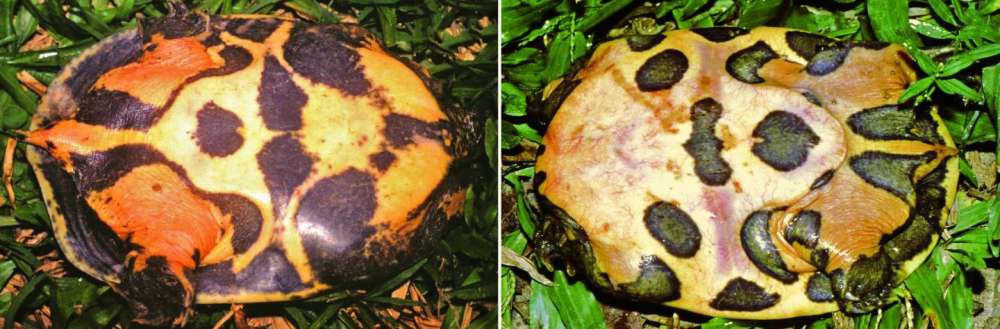 Loài rùa nhọ nhất Valentine: Mới tìm ra đã bị đưa ngay vào sách Đỏ, hạng mục đặc biệt nguy cấp - Ảnh 3.