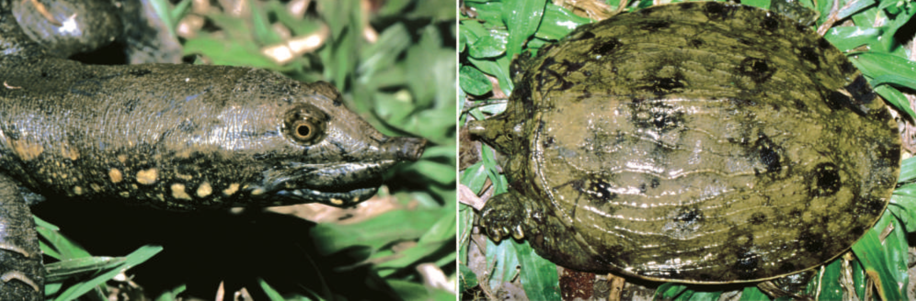 Loài rùa nhọ nhất Valentine: Mới tìm ra đã bị đưa ngay vào sách Đỏ, hạng mục đặc biệt nguy cấp - Ảnh 2.