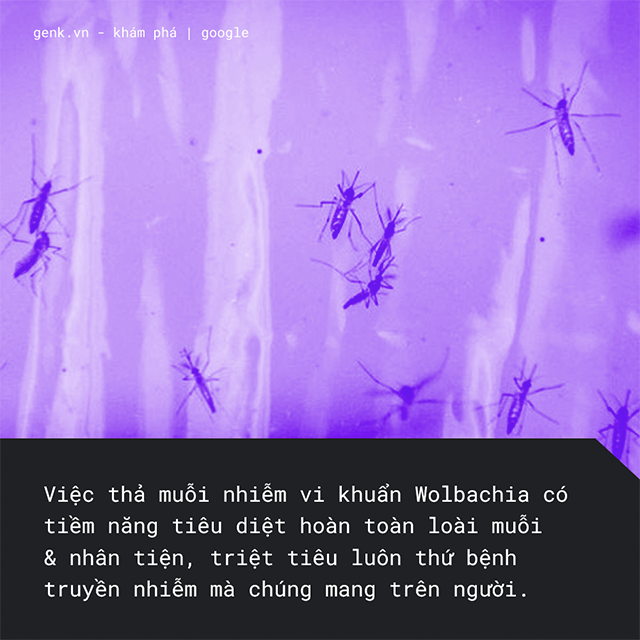 Công ty mẹ của Google có một kế hoạch nhằm triệt tiêu muỗi toàn cầu, đó là thả ra thêm nhiều muỗi hơn - Ảnh 2.