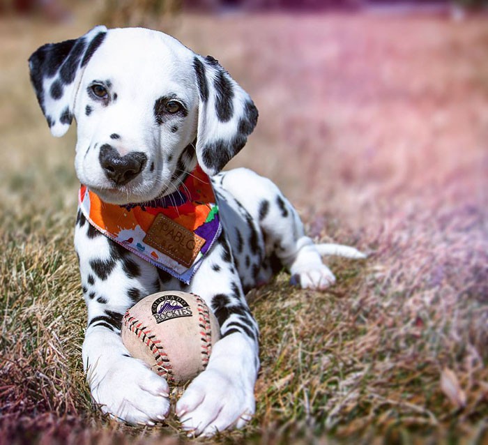 Bạn yêu thích Instagram và cũng yêu thích chó đốm? Hãy đến và thăm trang Instagram của các chú cún đáng yêu với hàng trăm hình ảnh thú vị và đáng yêu. Hãy cùng lắng nghe và chia sẻ với cộng đồng những giây phút tuyệt vời này.