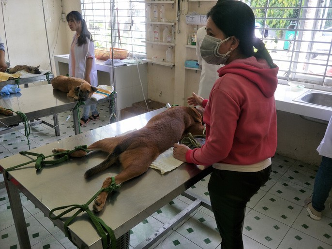 Nhiều người miền Tây mất ngủ vì chó cưng lăn ra chết hàng loạt - Ảnh 2. Nhiều người miền Tây mất ngủ vì chó cưng lăn ra chết hàng loạt - Ảnh 2.
