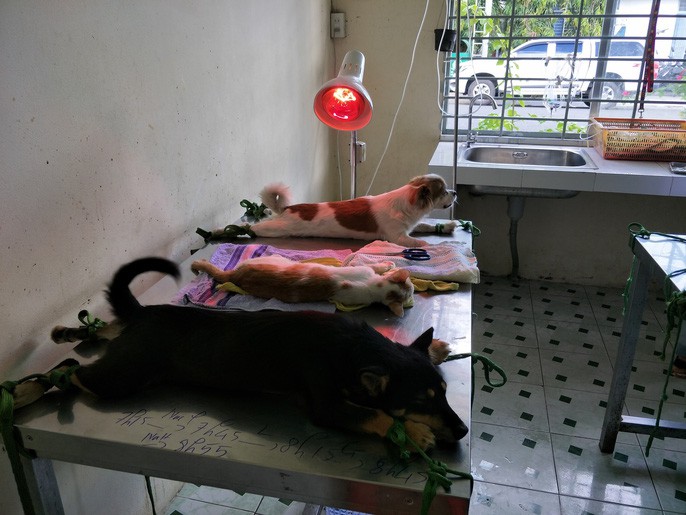 Nhiều người miền Tây mất ngủ vì chó cưng lăn ra chết hàng loạt - Ảnh 4. Nhiều người miền Tây mất ngủ vì chó cưng lăn ra chết hàng loạt - Ảnh 4.
