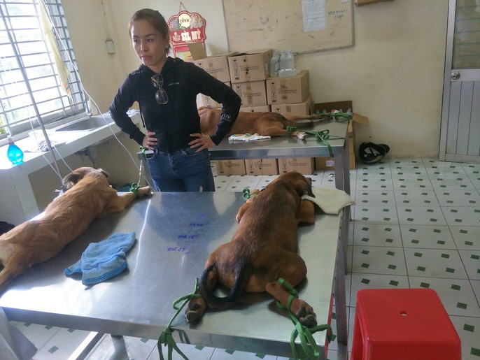 Nhiều người miền Tây mất ngủ vì chó cưng lăn ra chết hàng loạt - Ảnh 5. Nhiều người miền Tây mất ngủ vì chó cưng lăn ra chết hàng loạt - Ảnh 5.