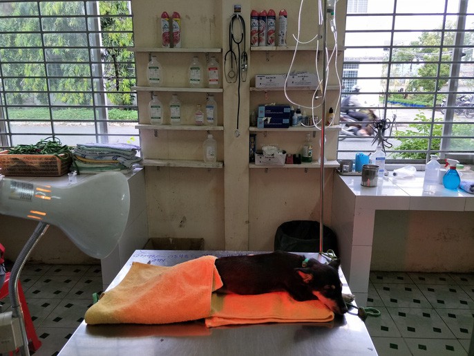 Nhiều người miền Tây mất ngủ vì chó cưng lăn ra chết hàng loạt - Ảnh 9. Nhiều người miền Tây mất ngủ vì chó cưng lăn ra chết hàng loạt - Ảnh 9.