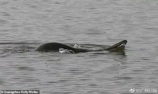 Thủy quái đầu rắn thân rùa hung hãn gây khiếp sợ ở Trung Quốc - Ảnh 1.