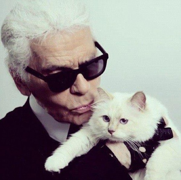 Cuộc sống vương giả của mèo Choupette - tình yêu lớn nhất đời Karl Lagerfeld - Ảnh 2.