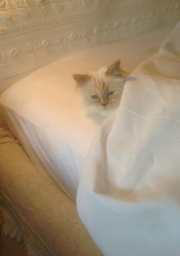 Cuộc sống vương giả của mèo Choupette - tình yêu lớn nhất đời Karl Lagerfeld - Ảnh 8.