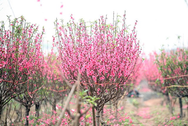 Nước mắt chực trào của nông dân Nhật Tân khi tự tay phá đào Tết - Ảnh 2.