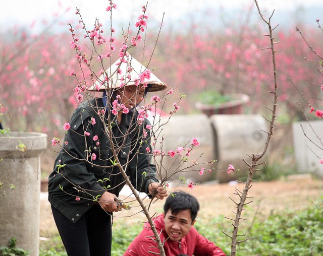 Nước mắt chực trào của nông dân Nhật Tân khi tự tay phá đào Tết - Ảnh 13.