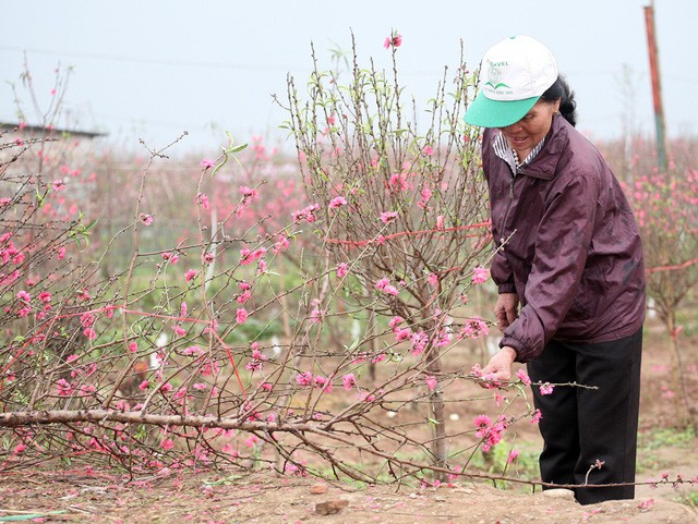 Nước mắt chực trào của nông dân Nhật Tân khi tự tay phá đào Tết - Ảnh 14.