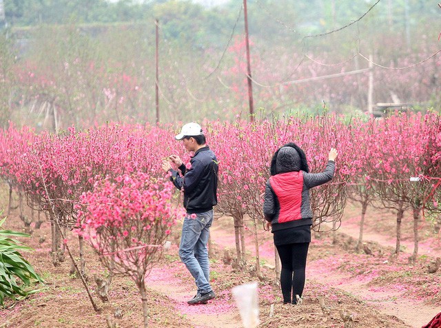 Nước mắt chực trào của nông dân Nhật Tân khi tự tay phá đào Tết - Ảnh 5.