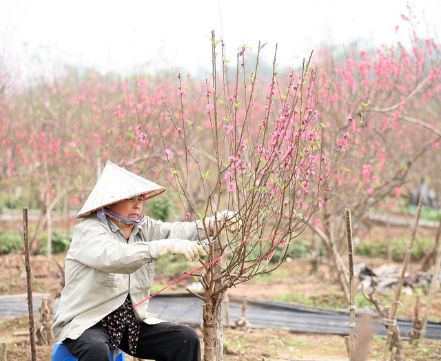 Nước mắt chực trào của nông dân Nhật Tân khi tự tay phá đào Tết - Ảnh 8.