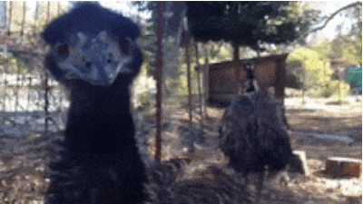 Ch&ugrave;m ảnh chứng minh việc sinh tồn ở miền hoang d&atilde; nước &Uacute;c l&agrave; một thử th&aacute;ch cho bất k&igrave; ai - Ảnh 12.