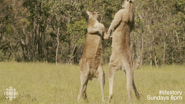 Chùm ảnh chứng minh việc sinh tồn ở miền hoang dã nước Úc là một thử thách  cho bất kì ai