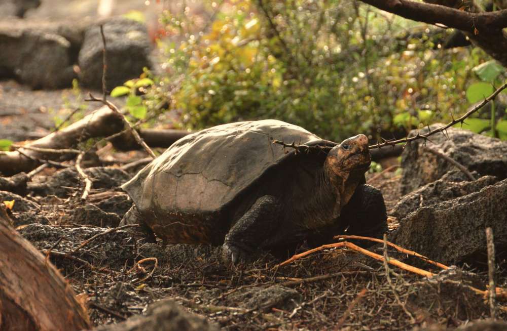 Rùa khổng lồ tưởng tuyệt chủng 100 năm trước nay tái xuất giang hồ trong sự ngỡ ngàng của khoa học - Ảnh 2.