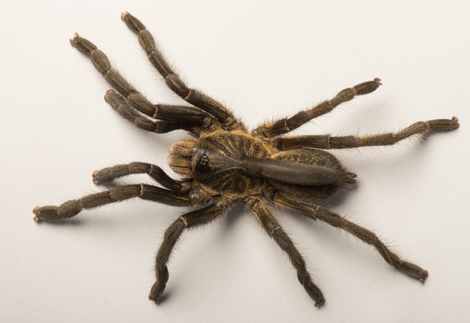 Phát hiện ra một giống nhện mới đã lông lá lại còn có sừng tại Nam Phi - Ảnh 4.