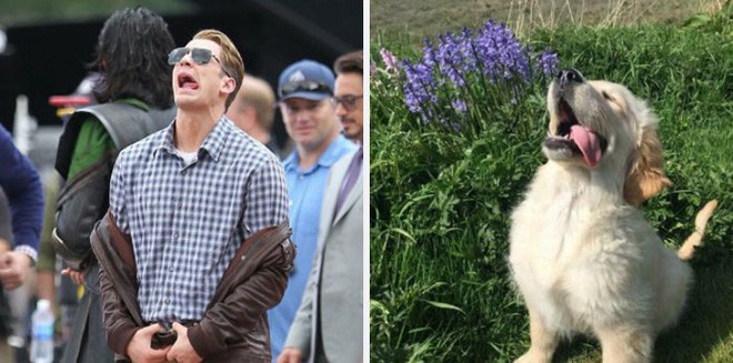 [Vui] Twitter chỉ ra sự giống nhau đến kỳ lạ giữa tài tử Chris Evans và chó Golden Retriever - Ảnh 1.