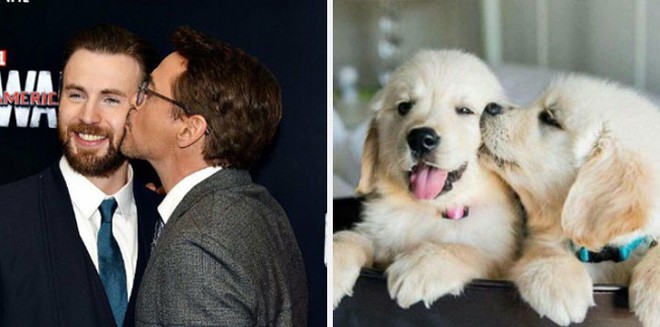 [Vui] Twitter chỉ ra sự giống nhau đến kỳ lạ giữa tài tử Chris Evans và chó Golden Retriever - Ảnh 4.