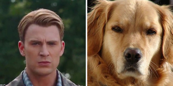 [Vui] Twitter chỉ ra sự giống nhau đến kỳ lạ giữa tài tử Chris Evans và chó Golden Retriever - Ảnh 2.