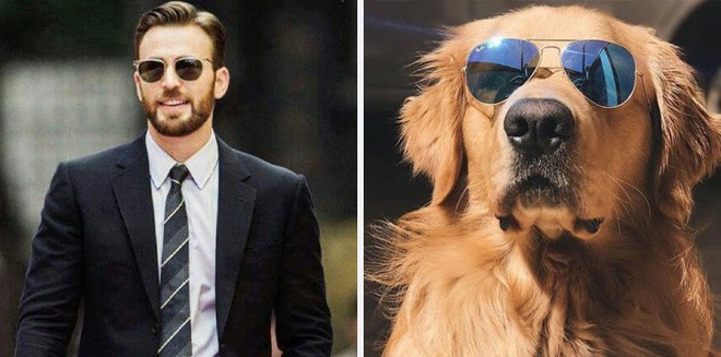 [Vui] Twitter chỉ ra sự giống nhau đến kỳ lạ giữa tài tử Chris Evans và chó Golden Retriever - Ảnh 5.