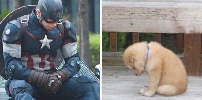 [Vui] Twitter chỉ ra sự giống nhau đến kỳ lạ giữa tài tử Chris Evans và chó Golden Retriever - Ảnh 7.