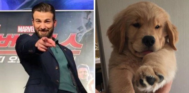 [Vui] Twitter chỉ ra sự giống nhau đến kỳ lạ giữa tài tử Chris Evans và chó Golden Retriever - Ảnh 8.