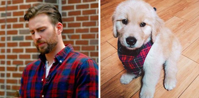 [Vui] Twitter chỉ ra sự giống nhau đến kỳ lạ giữa tài tử Chris Evans và chó Golden Retriever - Ảnh 9.