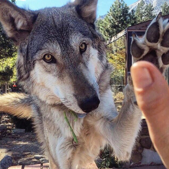 Chùm ảnh: 15 điều cần biết nếu bạn muốn nuôi một chú chó-lai-sói siêu đáng yêu trong nhà - Ảnh 12.