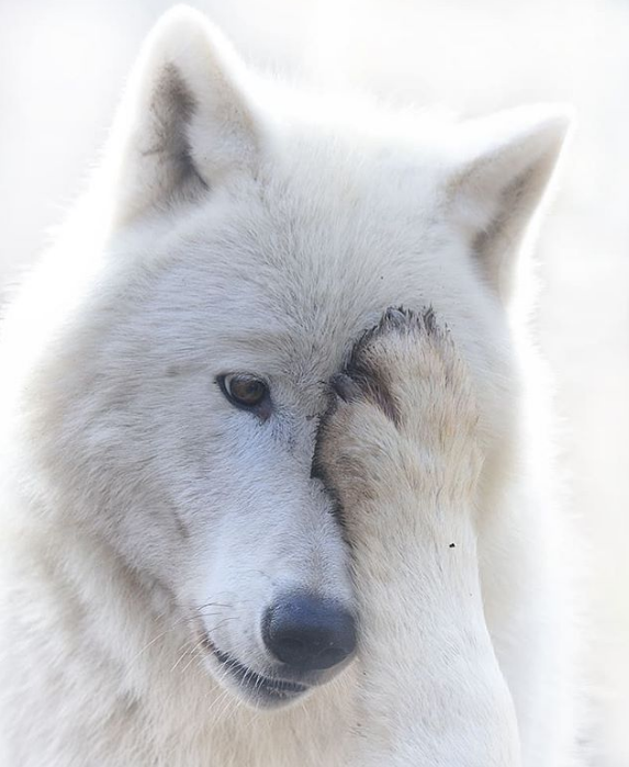 Chùm ảnh: 15 điều cần biết nếu bạn muốn nuôi một chú chó-lai-sói siêu đáng yêu trong nhà - Ảnh 14.