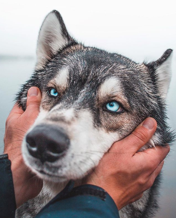 Chùm ảnh: 15 điều cần biết nếu bạn muốn nuôi một chú chó-lai-sói siêu đáng yêu trong nhà - Ảnh 10.
