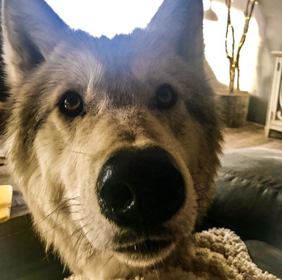 Chùm ảnh: 15 điều cần biết nếu bạn muốn nuôi một chú chó-lai-sói siêu đáng yêu trong nhà - Ảnh 30.