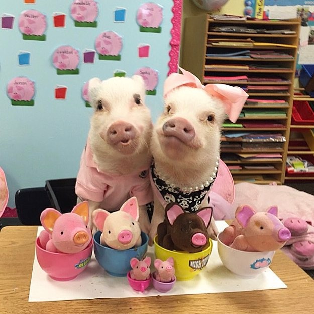 Năm con heo Kỷ Hợi, điểm mặt những chú lợn nổi tiếng, làm mưa làm gió trên mạng xã hội toàn thế giới - Ảnh 1.