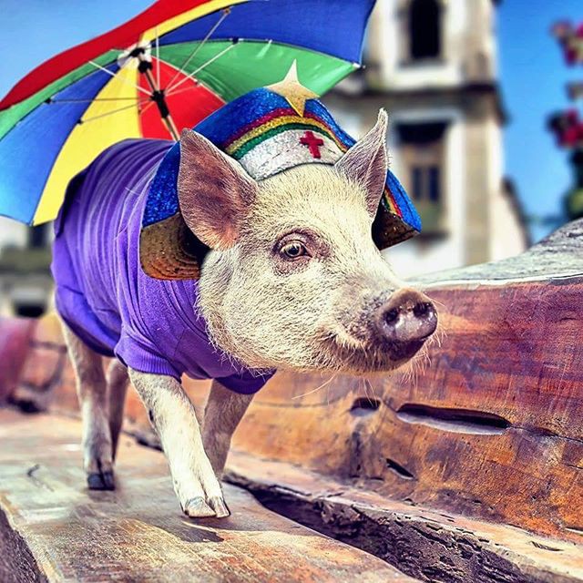 Năm con heo Kỷ Hợi, điểm mặt những chú lợn nổi tiếng, làm mưa làm gió trên mạng xã hội toàn thế giới - Ảnh 6.