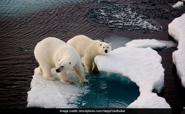  Gấu trắng Bắc Cực xâm lược tập thể quần đảo Novaya Zemlya, Nga  - Ảnh 1.