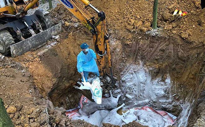 Dịch tả lợn ch&acirc;u Phi đ&atilde; lan ra 12 tỉnh th&agrave;nh - Ảnh 1.