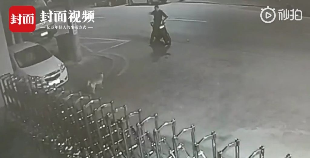 Thấy chó hoang sủa nhức tai, thanh niên say rượu quay ra cãi nhau luôn với nó suốt nửa tiếng - Ảnh 1. Thấy chó hoang sủa nhức tai, thanh niên say rượu quay ra cãi nhau luôn với nó suốt nửa tiếng - Ảnh 1.