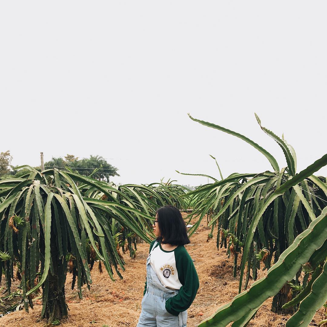 Ai mà ngờ có ngày vườn thanh long ở Phan Thiết lại trở thành điểm đến hot hòn họt được giới trẻ đổ xô kéo đến - Ảnh 8. Ai mà ngờ có ngày vườn thanh long ở Phan Thiết lại trở thành điểm đến hot hòn họt được giới trẻ đổ xô kéo đến - Ảnh 8.